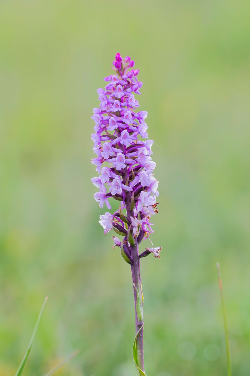 Gymnadenia conopsea